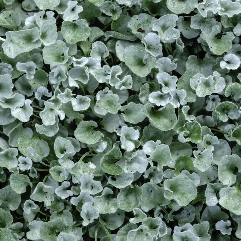 Dichondra Silver Falls ( Dichondra argentea )