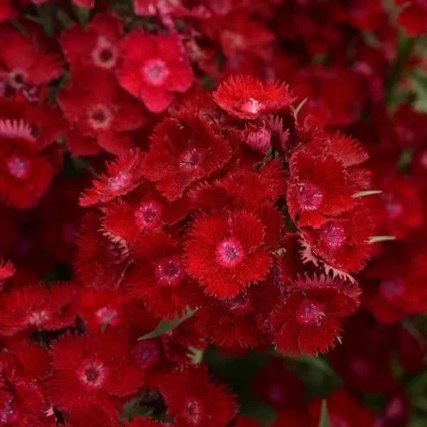 Dianthus Rockin™ Red F1 ( Dianthus × barbatus )