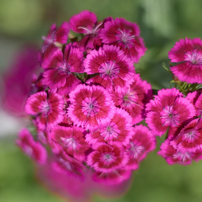 Dianthus Jolt™ Pink F1 ( Dianthus le )