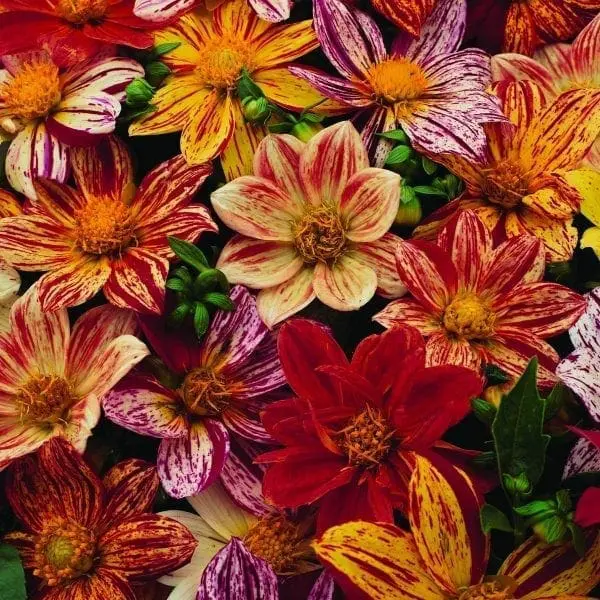 Dahlia mélange ‘Fireworks™’ ( Dahlia varialis )