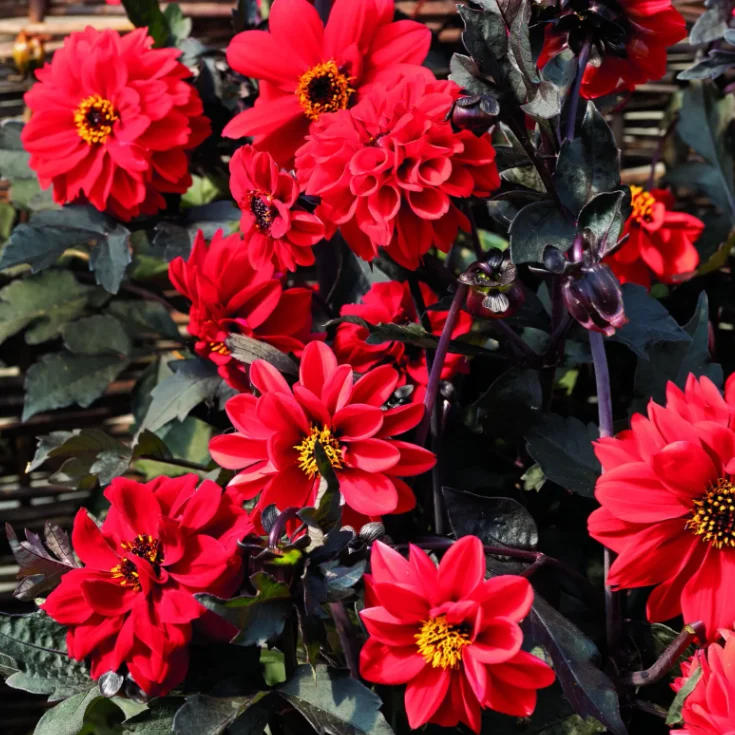 Dahlia ‘Black Forest™ Ruby’ ( Dahlia Pinata )