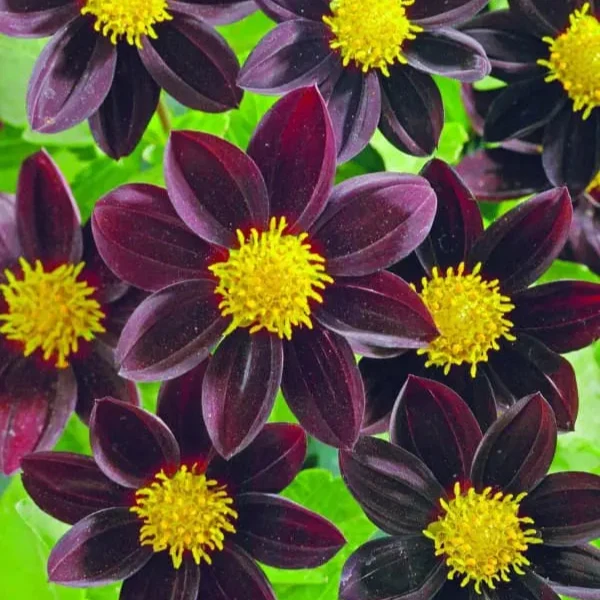 Dahlia ‘Black Beauty™’ ( Dahlia varialis )