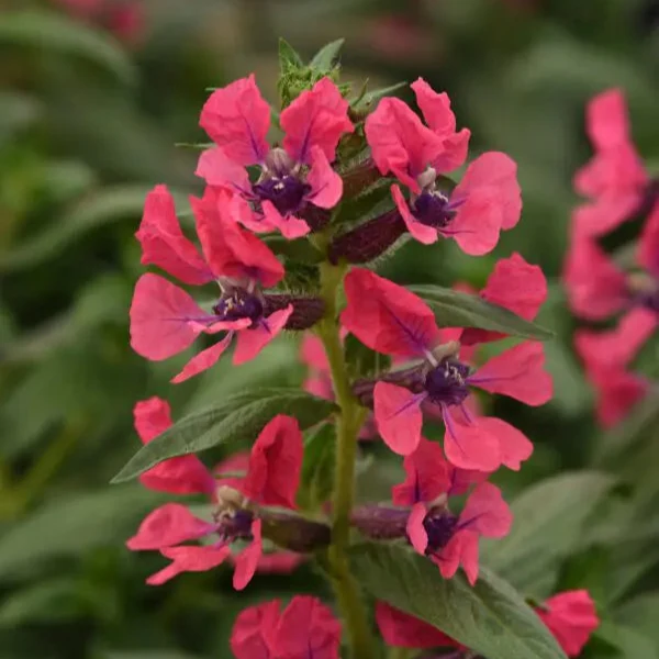 Cuphea Sweet Talk™ Deep Pink ( Cuphea procumbens )