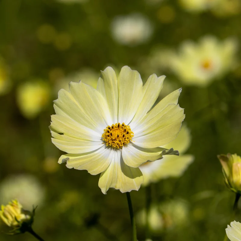 Cosmos ‘Xanthos’ ( Cosmos bipinnatus )