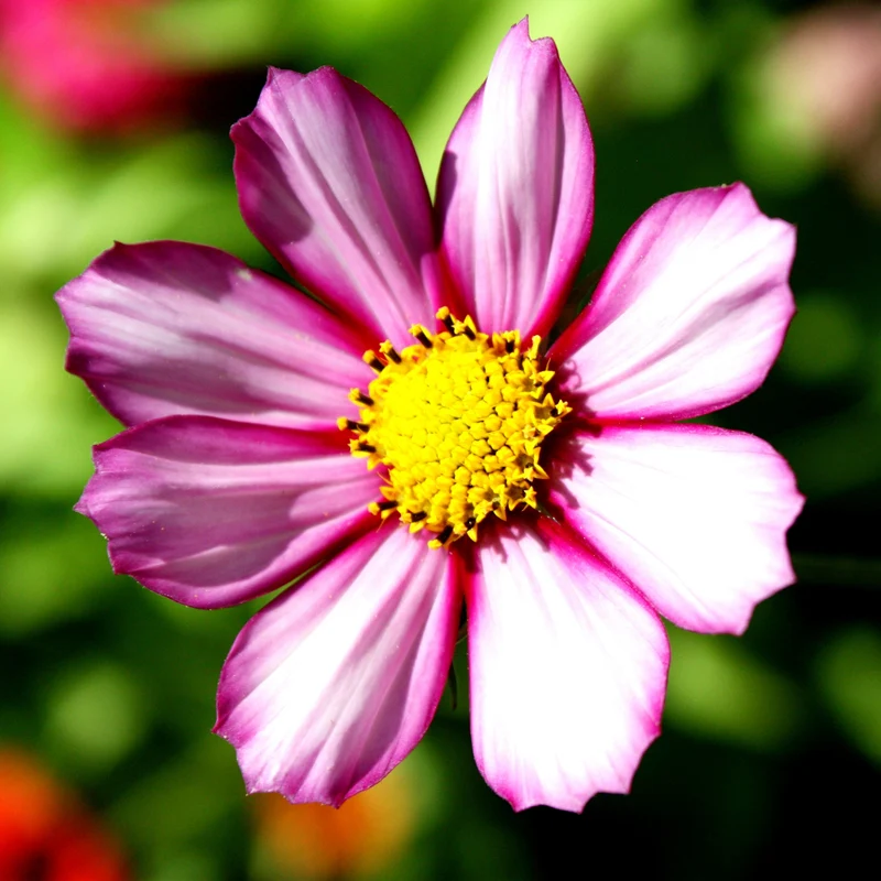 Cosmos picotée ‘Sensation’ ( Cosmos bipinnatus )