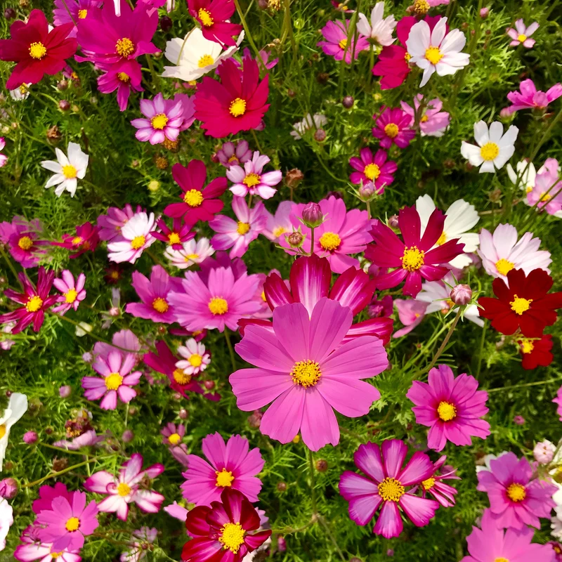 Cosmos mélange ‘Sensation’ ( Cosmos bipinnatus )