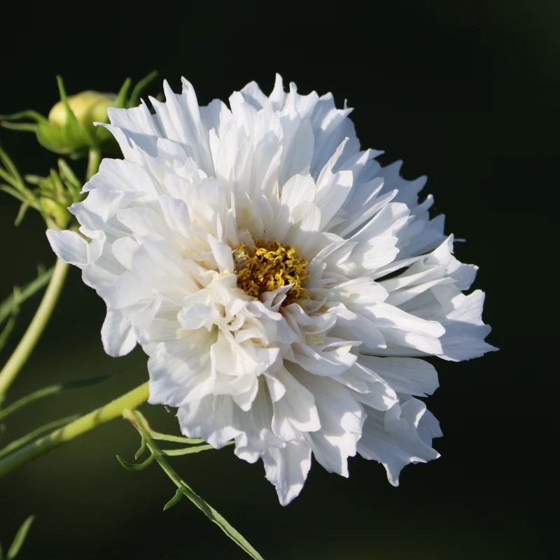 Cosmos double ‘Click’ blanc ( Cosmos bipinnatus )