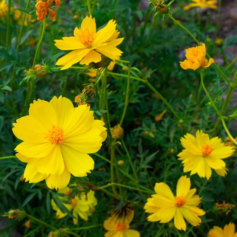 Cosmos ‘Limara Lemon’ ( Cosmos sulphureus )