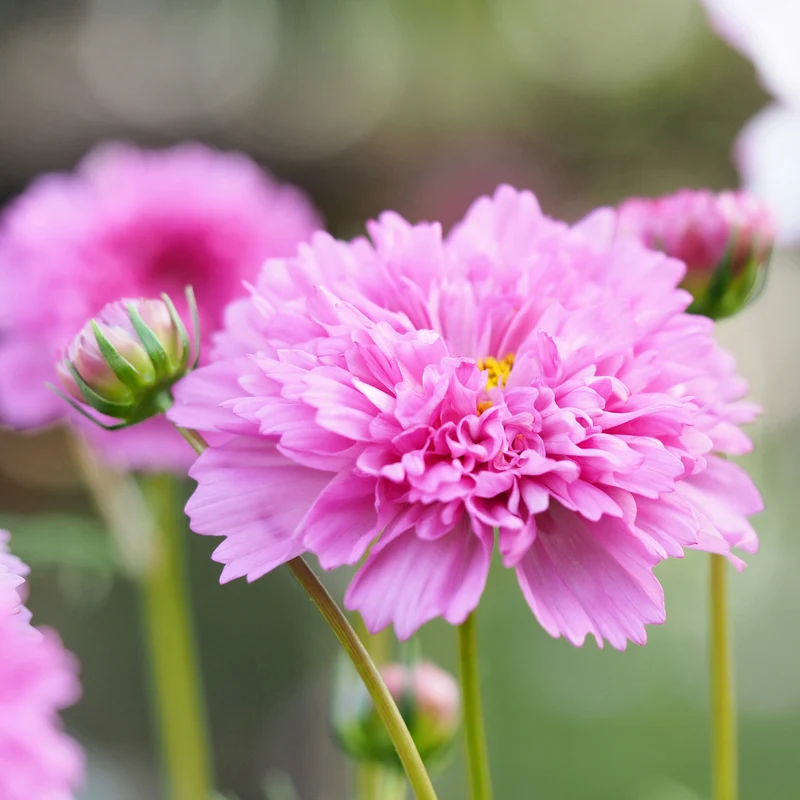 Cosmos double ‘Click’ rose ( Cosmos bipinnatus )