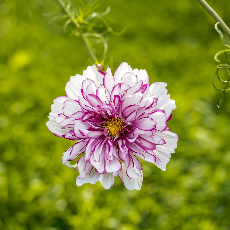 Cosmos double ‘Bicolour Violet’ ( Cosmos bipinnatus )