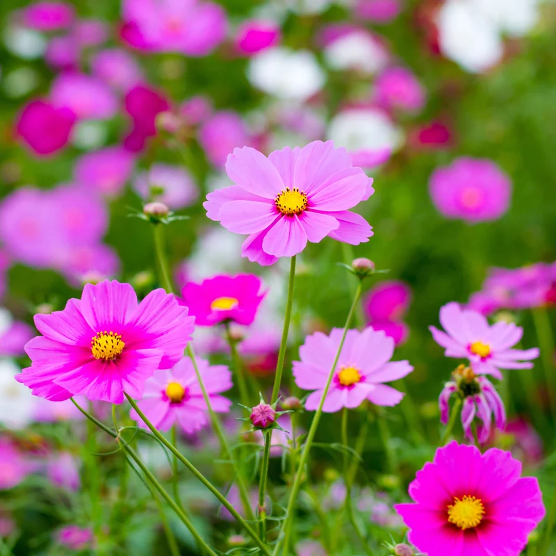 Cosmos ‘Antiquity’ ( Cosmos bipinnatus )