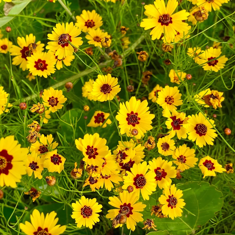 Coréopsis ‘Tinctoria’ ( Coreopsis tinctoria )