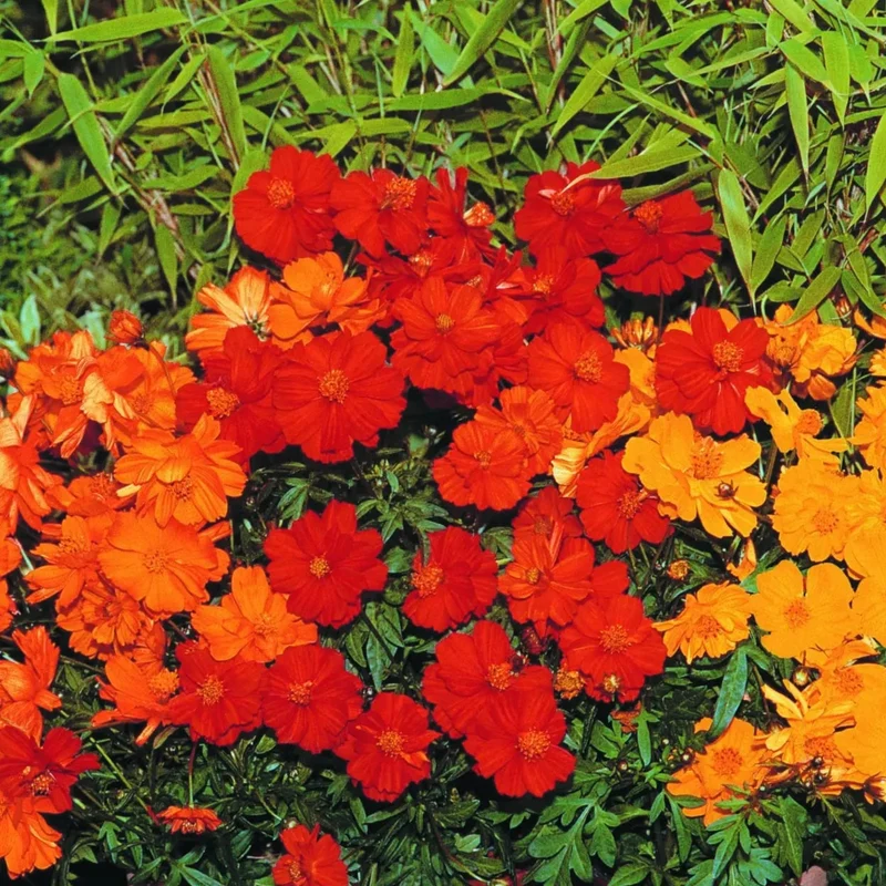 Cosmos mélange ‘Cosmic’ ( Cosmos sulphureus )
