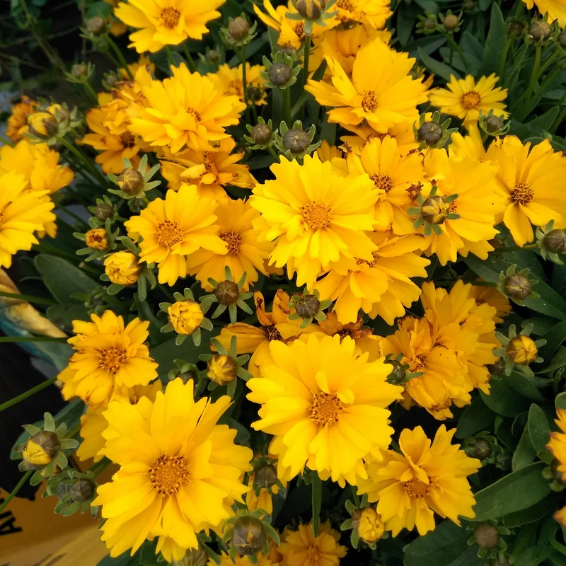 Coréopsis ‘Presto’ ( Coreopsis grandiflora )