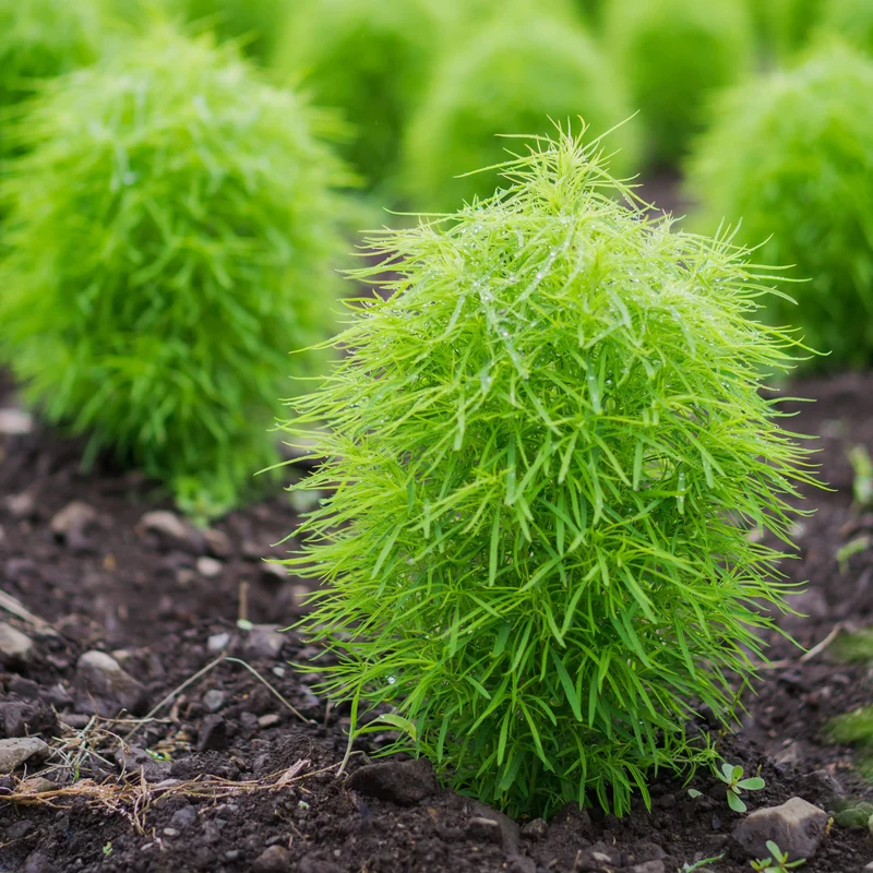 Kochia Fire Bush Seeds for Planting- Vibrant Red Foliage for Stunning Garden Displays