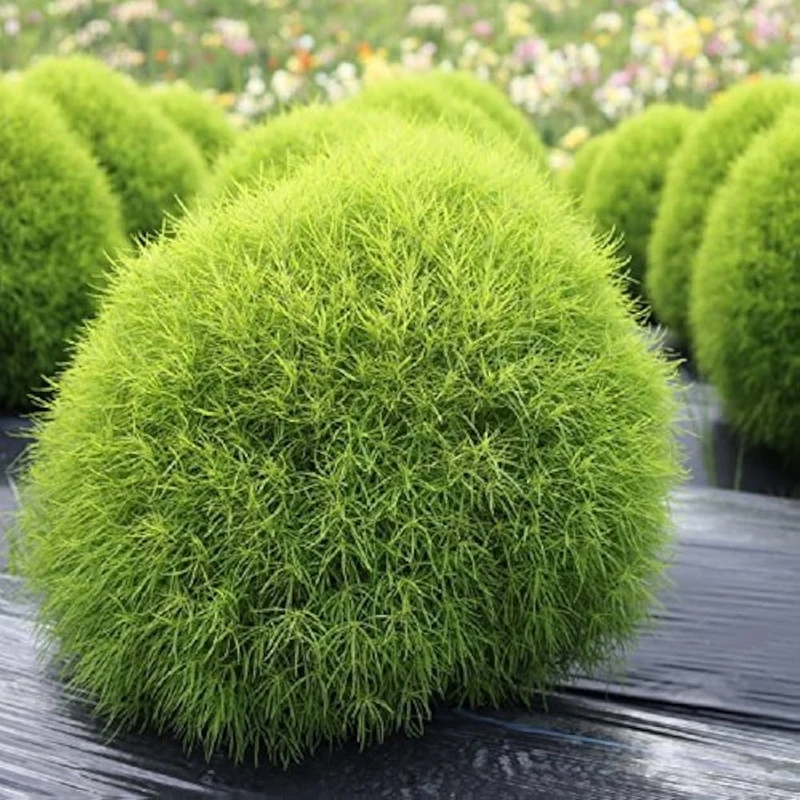 Kochia Fire Bush Seeds for Planting- Vibrant Red Foliage for Stunning Garden Displays
