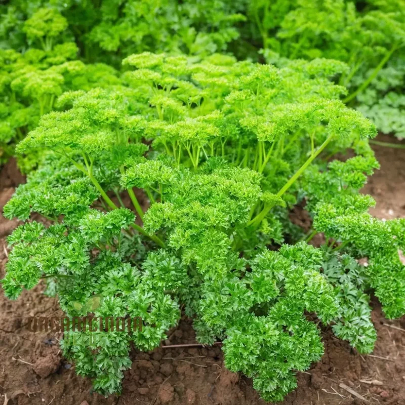 Green Parsley Herb Seeds – Fresh, Flavorful, Easy-Growing Culinary Herb for Home & Garden