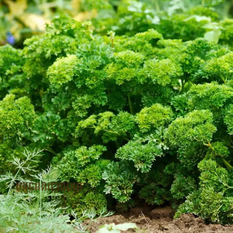 Green Parsley Herb Seeds – Fresh, Flavorful, Easy-Growing Culinary Herb for Home & Garden