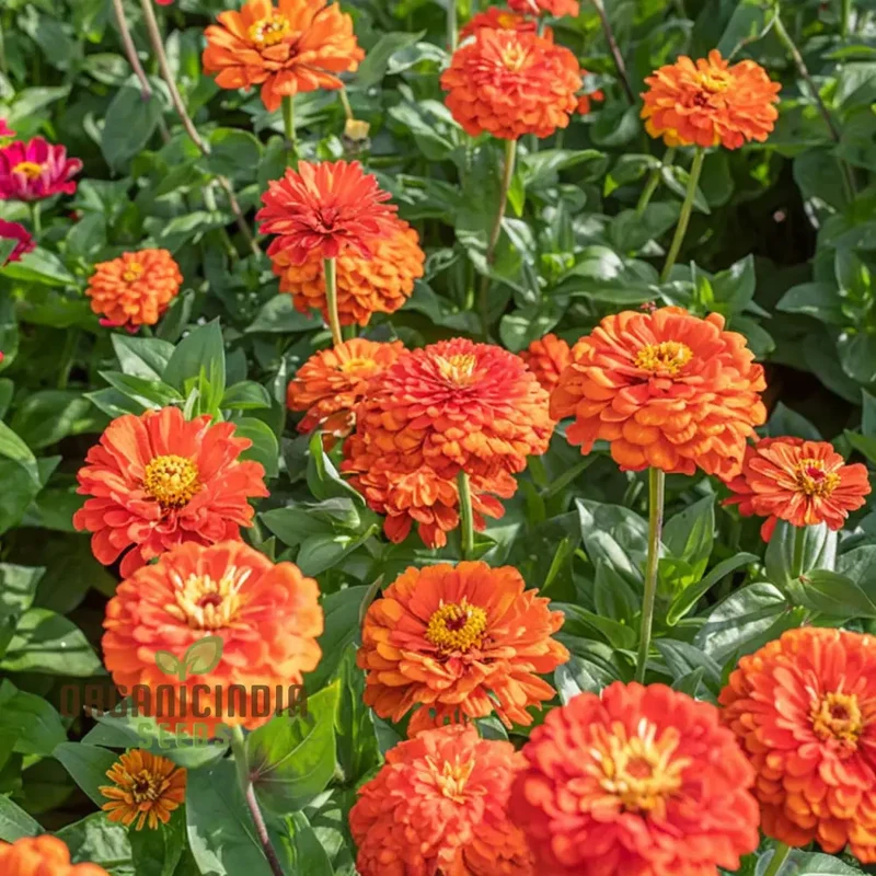 Zinnia Orange King Flower Seeds, Vibrant Blooms, Easy to Grow, Adds Cheer to Your Garden