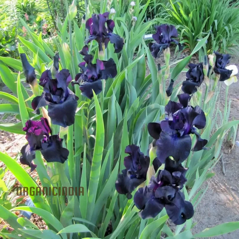 Iris Seeds (Black Magic Iris Seeds) - Dark Dramatic Blooms for Gardens