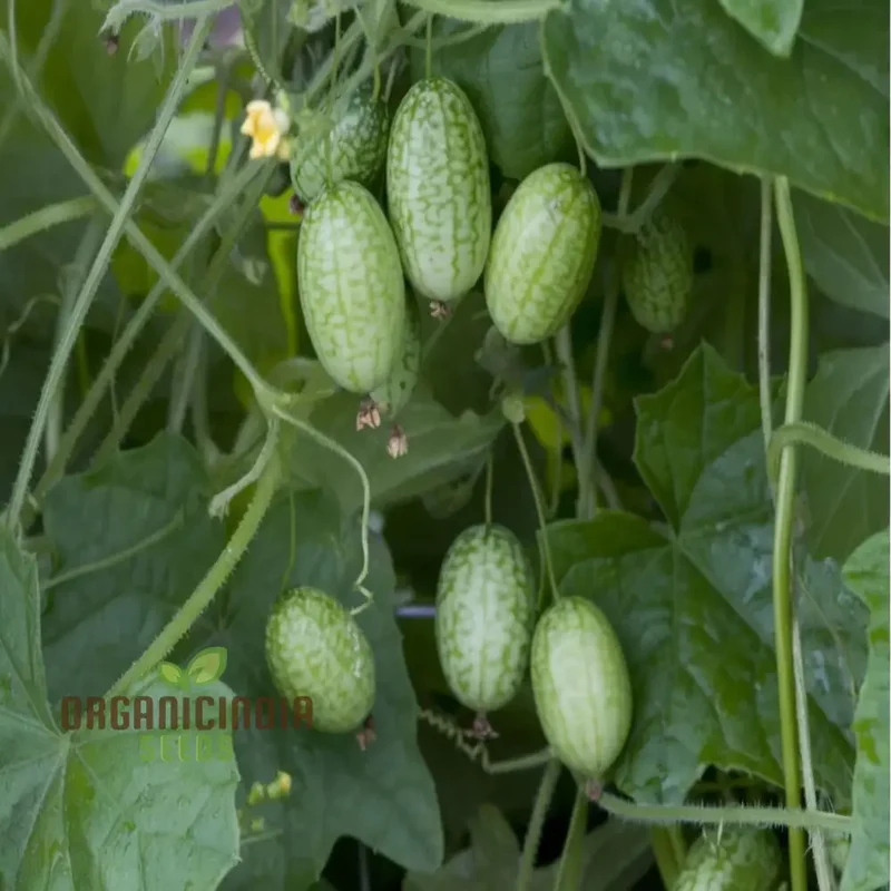 Thumb Watermelon Seeds - Grow Your Own Petite and Flavorful Watermelons
