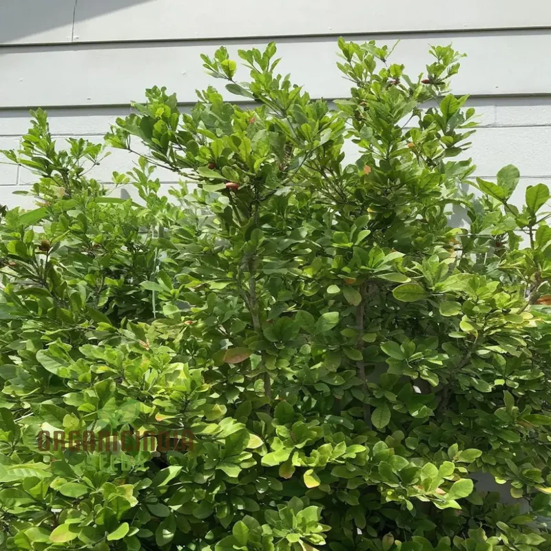 Tropical Miracle Berry Fruit Seeds, Exotic Flavor-Changing Delight for Your Garden