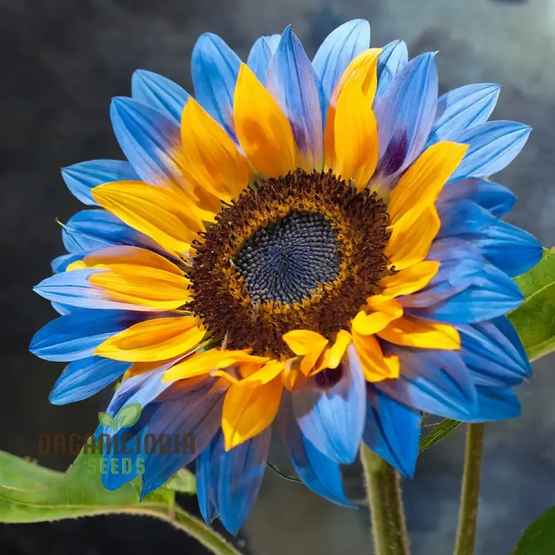 Yellow Blue Blooms to Your Garden, Planting Guide for Yellow Blue Sunflower Seeds