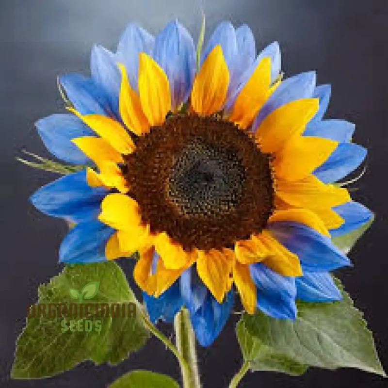 Yellow Blue Blooms to Your Garden, Planting Guide for Yellow Blue Sunflower Seeds