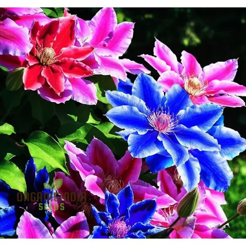Blue, Pink, Red, Purple Mix Clematis Seeds - Create a Colorful Clematis Garden Display