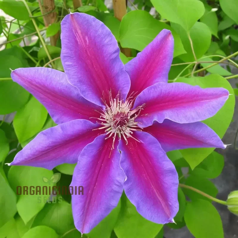 Blue, Pink, Red, Purple Mix Clematis Seeds - Create a Colorful Clematis Garden Display