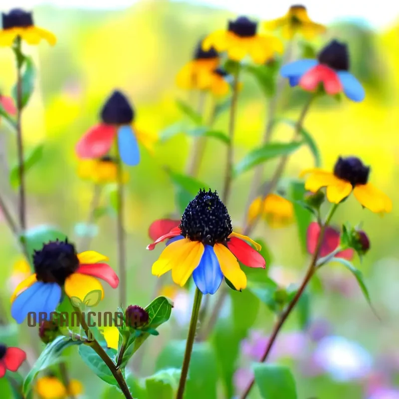 Multicolored Susan Flower Seeds for planting- Vibrant Blooms for Butterfly-Friendly Gardens