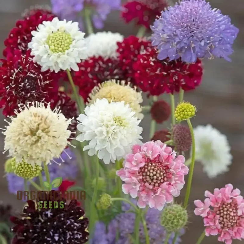 Scabiosa Comosa Pincushion Flower Seeds, Unique Blooms, Easy-to-Grow, Stunning Garden Addition