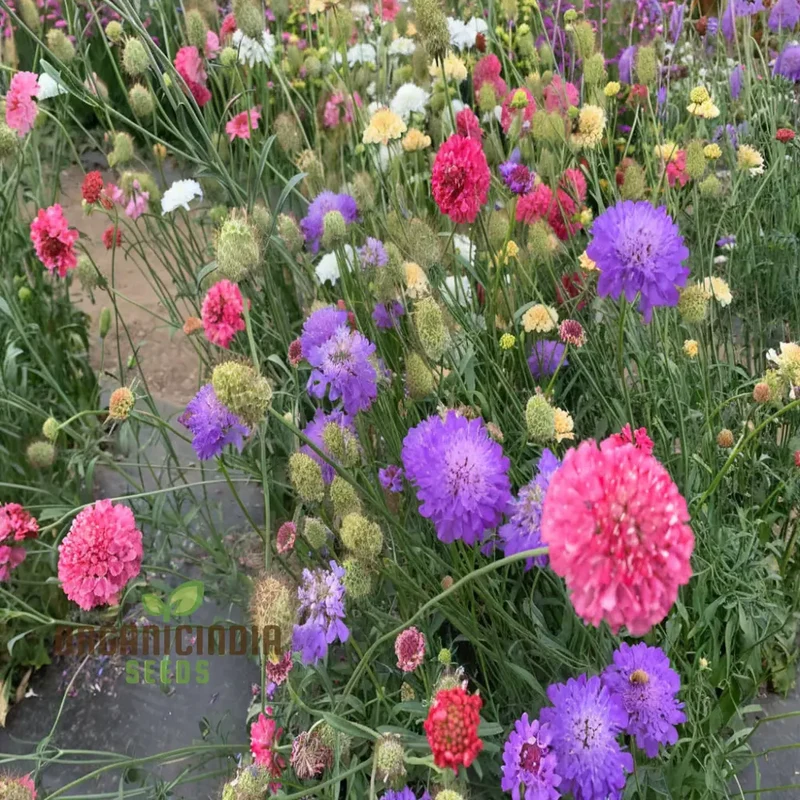 Scabiosa Comosa Pincushion Flower Seeds, Unique Blooms, Easy-to-Grow, Stunning Garden Addition