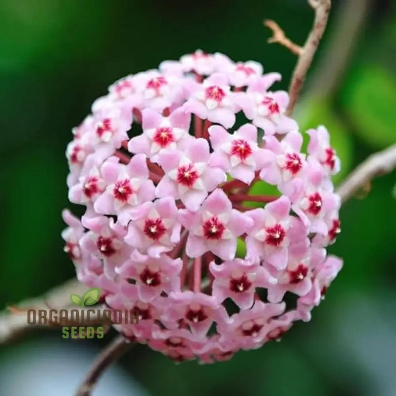 Orchid Seeds (Perennial Ball Orchid Seeds) - Star-Shaped Blooms for Gardens