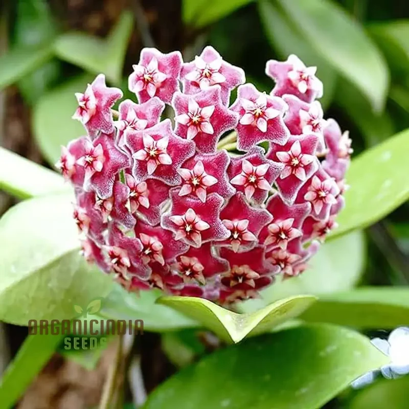 Orchid Seeds (Perennial Ball Orchid Seeds) - Star-Shaped Blooms for Gardens