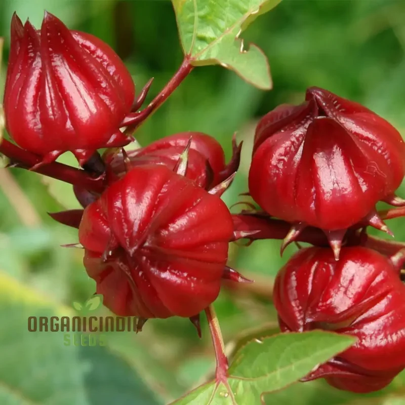 Roselle Seeds (Red Roselle Flowering Seeds) - Vibrant Blooms for Planting and Gardening