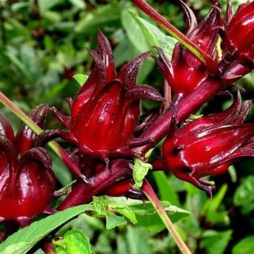 Roselle Seeds (Red Roselle Flowering Seeds) - Vibrant Blooms for Planting and Gardening