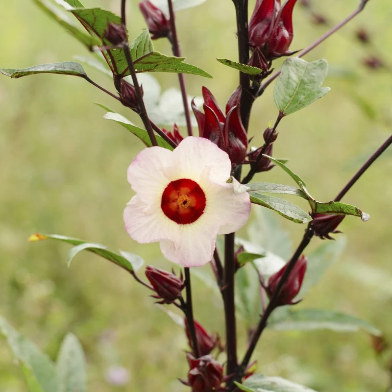 Roselle Seeds (Red Roselle Flowering Seeds) - Vibrant Blooms for Planting and Gardening