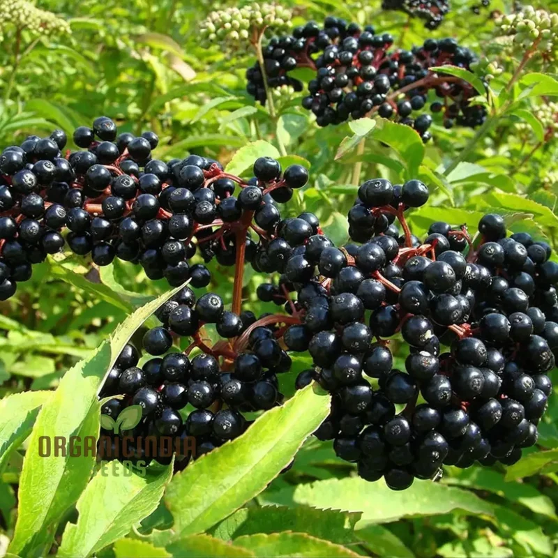 Premium Black Elderberry Fruit Seeds, Organic, Medicinal, Boost Immunity, Ideal for Home Gardens