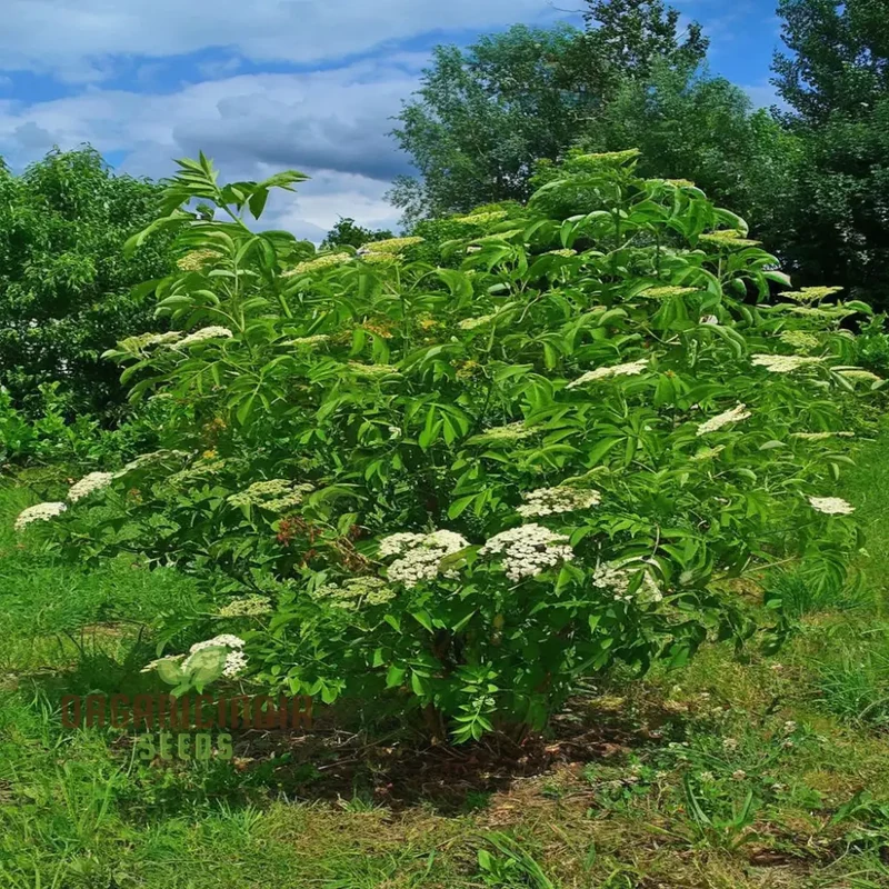Premium Black Elderberry Fruit Seeds, Organic, Medicinal, Boost Immunity, Ideal for Home Gardens