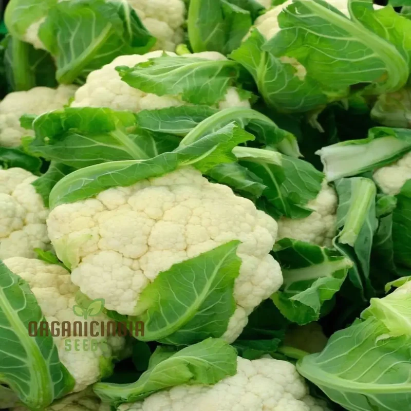 Heirloom Cauliflower Seeds Vegetable Seeds, Essential for Sustainable Gardening Seeds For Planting