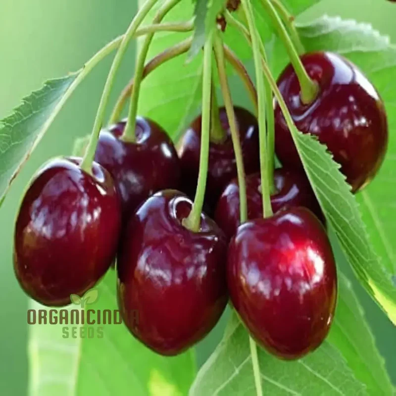 Planting a Diverse Fruit Garden, A Complete Guide to Growing Fresh Lemon, Cherry, Orange, Apple, Passion Fruit, and Blueberry from Mixed Fruit Seeds