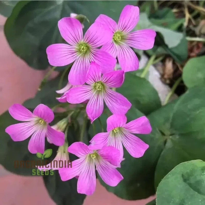 Perennial Lucky Clover Flower Seeds, Easy to Grow, High Germination, Ideal for Vibrant Gardens