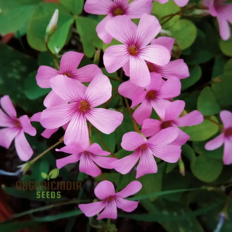 Perennial Lucky Clover Flower Seeds, Easy to Grow, High Germination, Ideal for Vibrant Gardens
