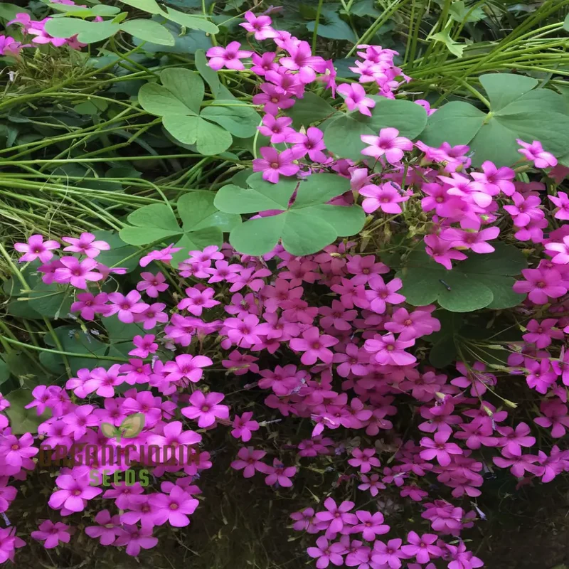 Perennial Lucky Clover Flower Seeds, Easy to Grow, High Germination, Ideal for Vibrant Gardens