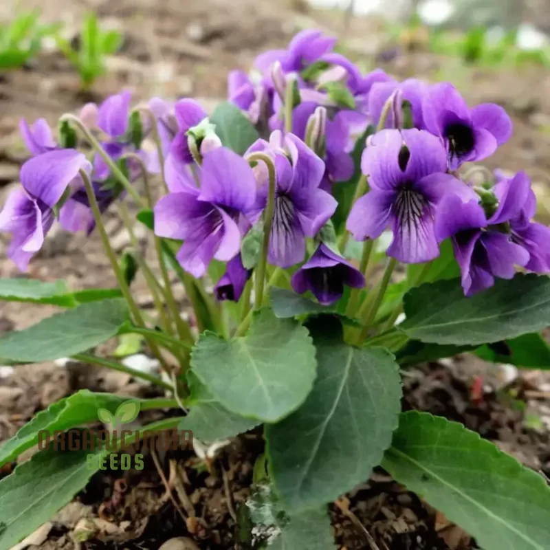 Sweet Violet Viola Philippica Flower Seeds for Planting – Fragrant Purple Blooms for Home Gardens