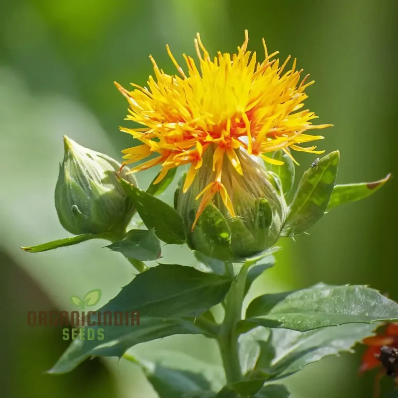 Safflower Flower Seeds - Vibrant Blooms for Colorful and Versatile Garden Displays