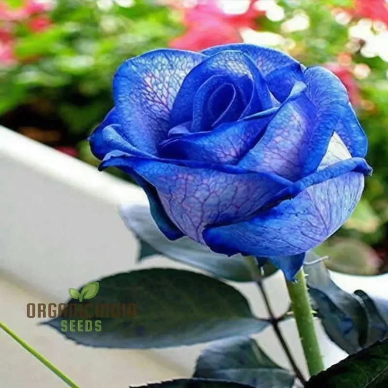 Exquisite Variety, Mixed Multicolored Rose Seeds for Lush Gardens - Premium Gardening Seeds