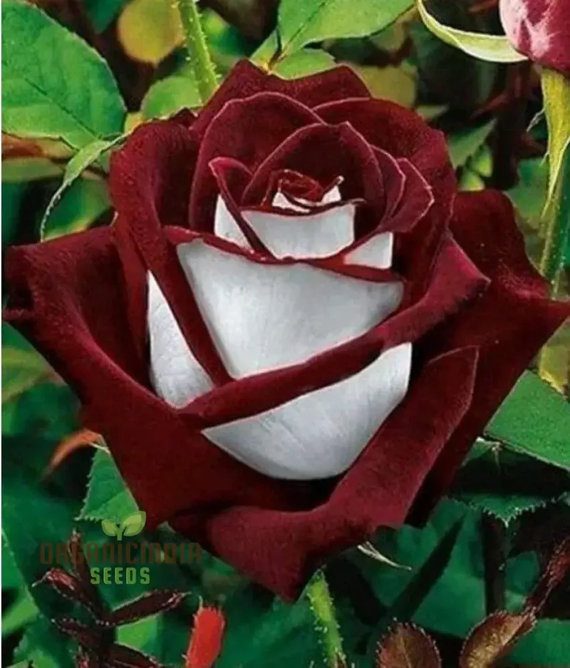 Exquisite Variety, Mixed Multicolored Rose Seeds for Lush Gardens - Premium Gardening Seeds