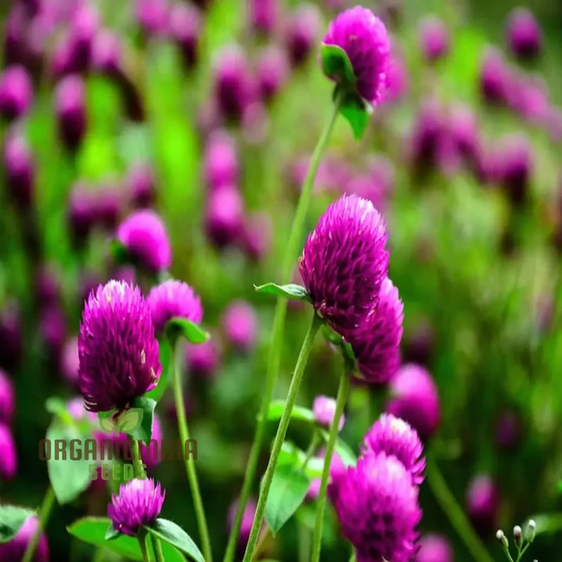 Globe Amaranth Flower Seeds for Planting,Vibrant and Lush Garden
